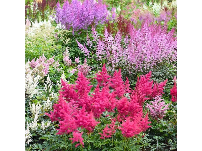 Large Plume Astilbe Mix - 9 Bulbs