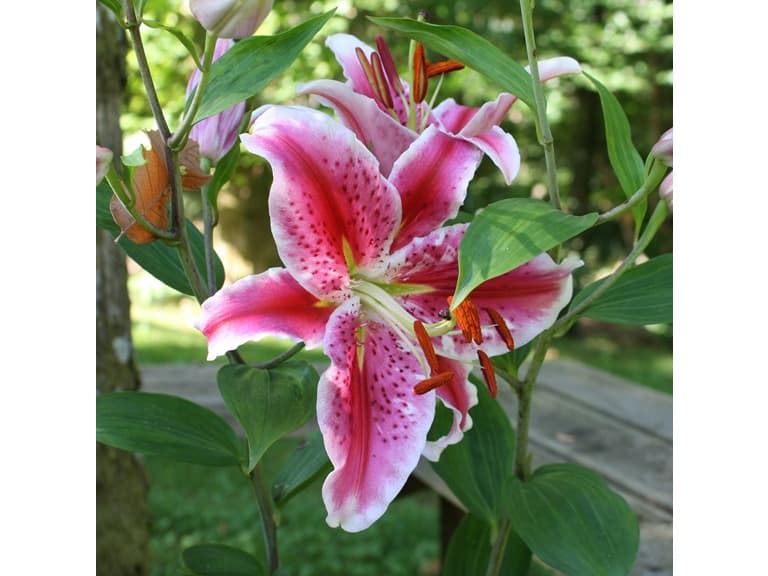 Giant Stargazer Lily - 24 Bulbs