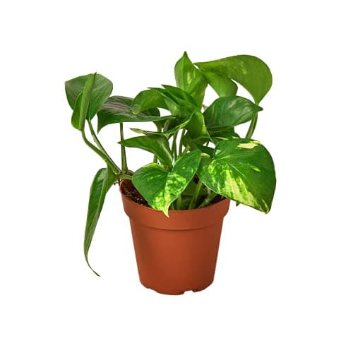 50% Off Our Favorite Self-Watering Planters on Target.com | Prices from $1.50